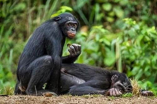 黑猩猩交配视频在线,揭秘野生灵长类交配行为