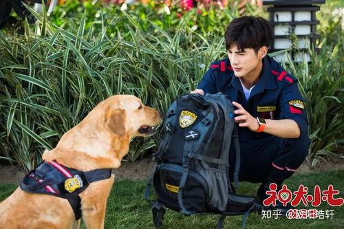 神犬小七3免费观看,免费畅享，忠诚守护的冒险之旅