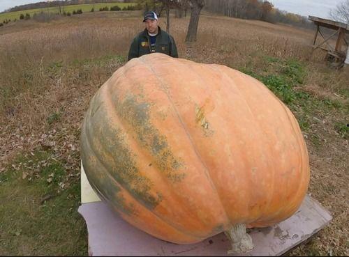 在哪里可以吃免费的大瓜,揭秘免费大瓜的神秘食源地