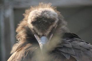 无码 p 图下载,技术解析与风险防范